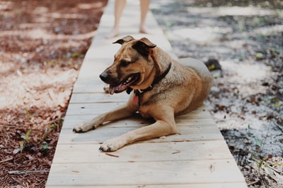 The dog lay on the wooden path
